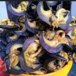 Dried Snails